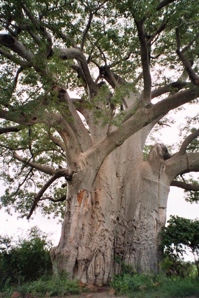 Baobab im Mahango