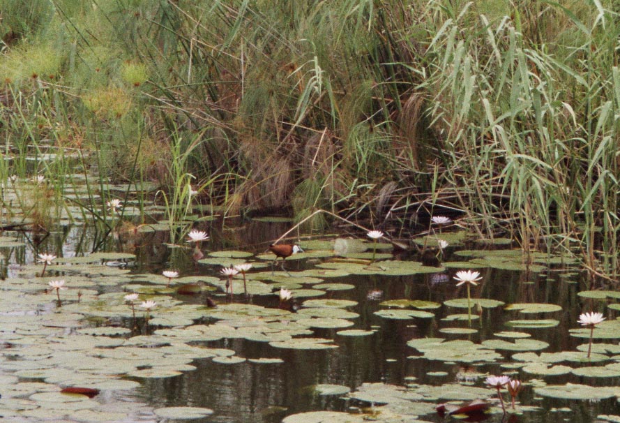 Flufahrt auf dem Kwando