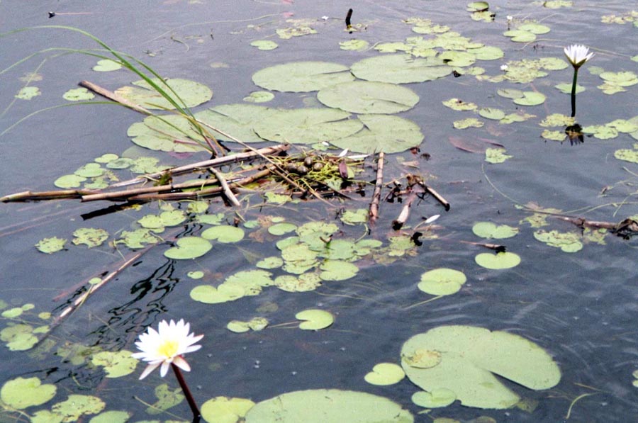 Nest des African Jacana