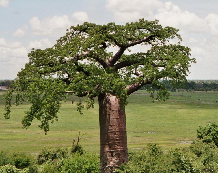 Baobab an der Grenze