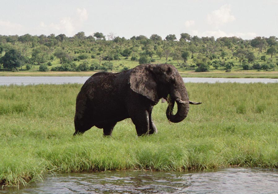 AUf dem Chobe