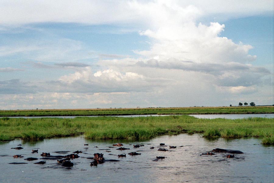 AUf dem Chobe