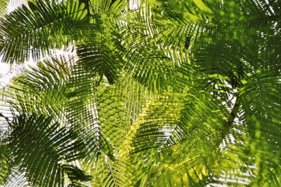 Mimosaceae
