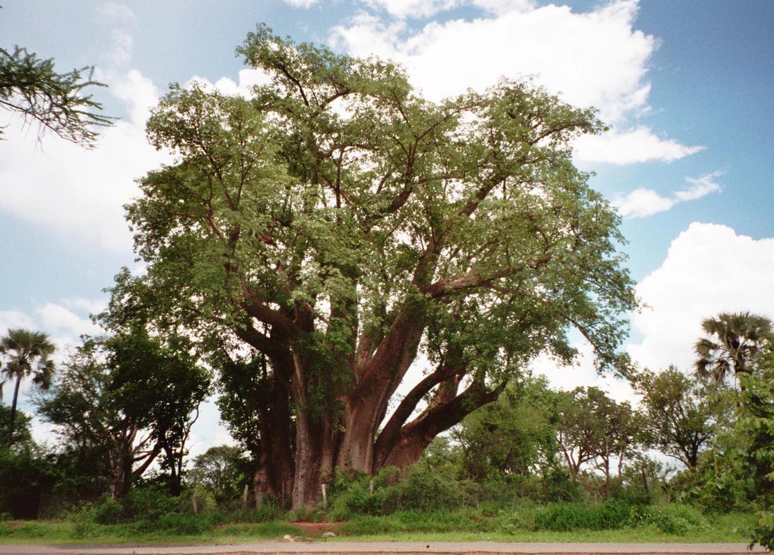 Baobab