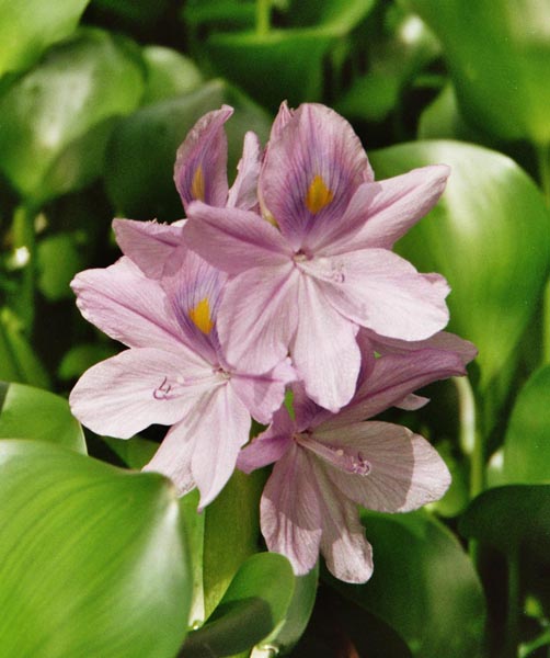 Eichhornia