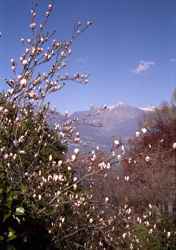 Frhling am Lago Maggiore