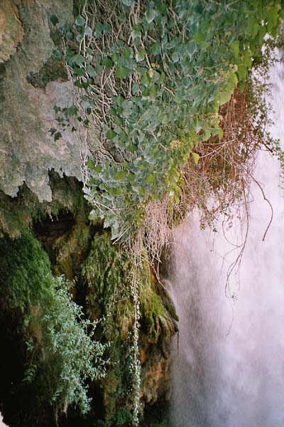 Hngende Grten aus Moos und Farn am Wasserfall