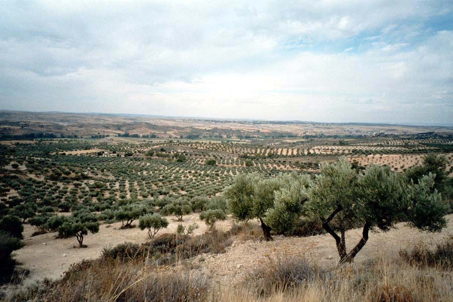 Olivenhaine in La Mancha
