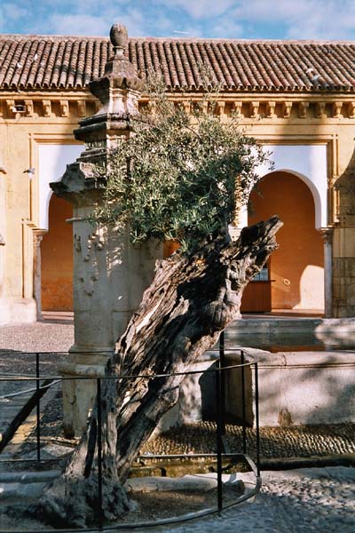 lbaum im Orangenhof der Mezquita