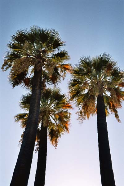 Palmen in Sevilla, Spanien