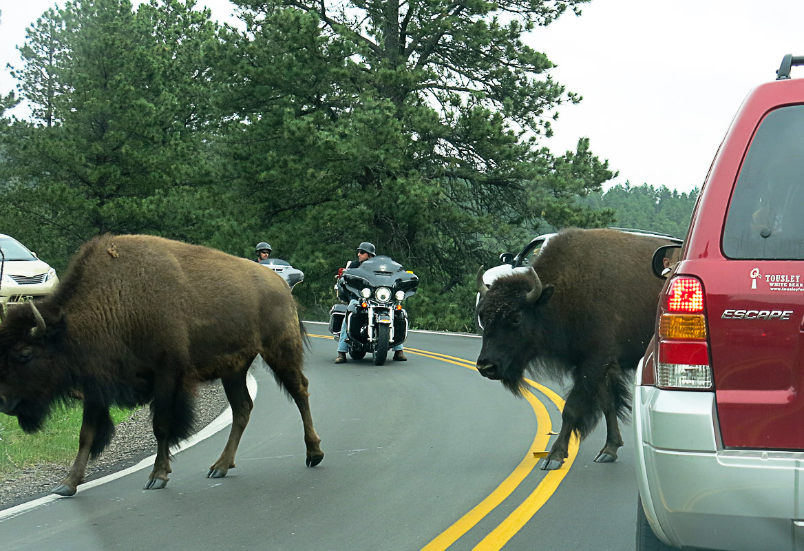 Blackhill Mountains - Needles Highway