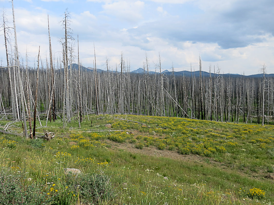 Yellowstone