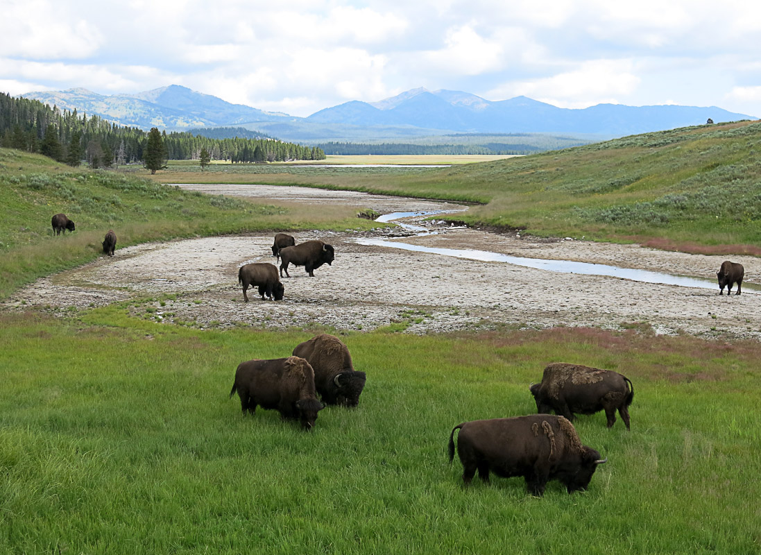 Yellowstone Hayden Valley