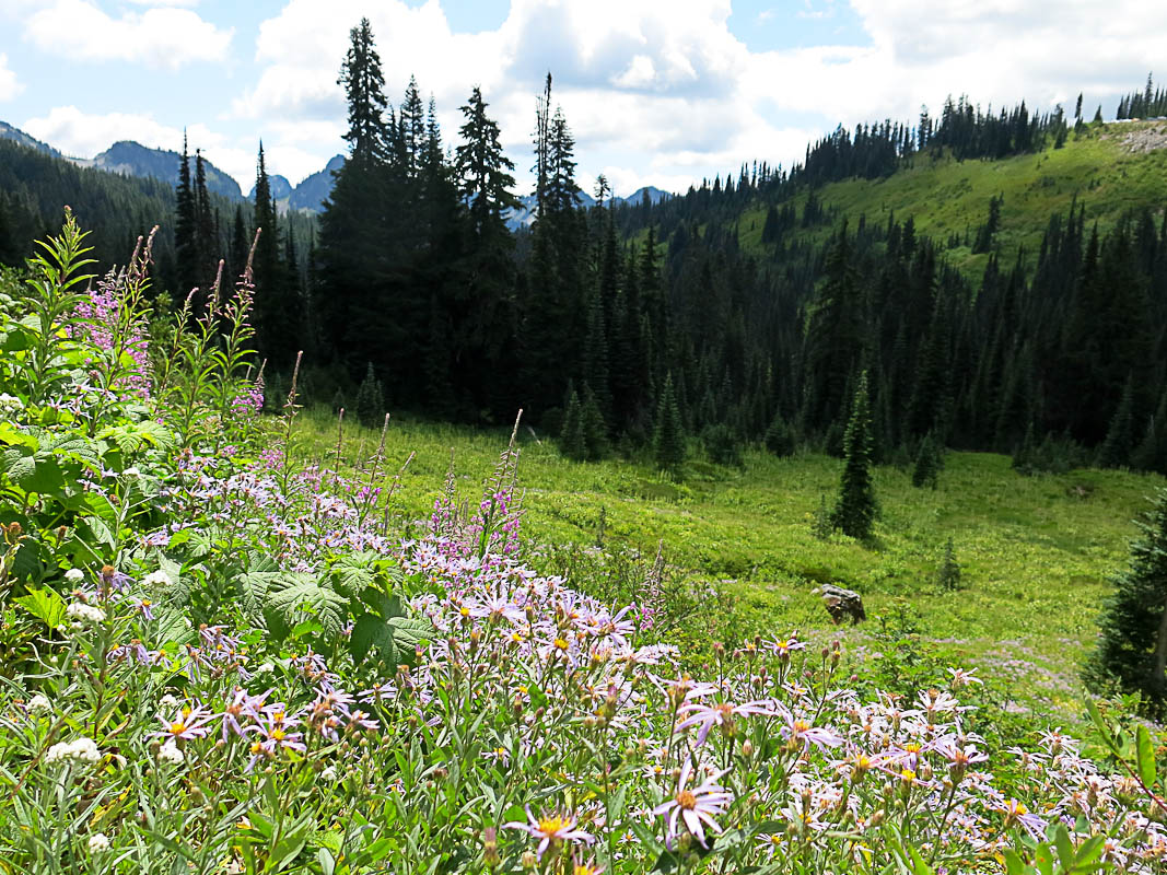 Mount Rainier -Paradise