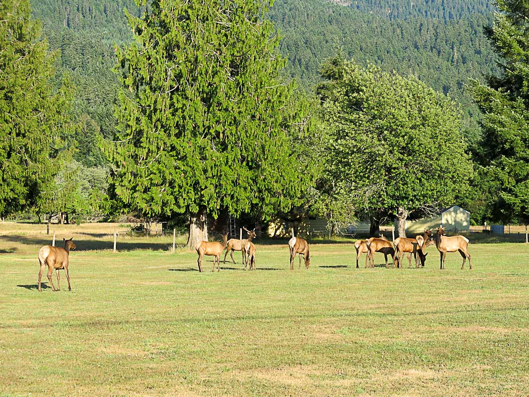 Wapitis in Packwood