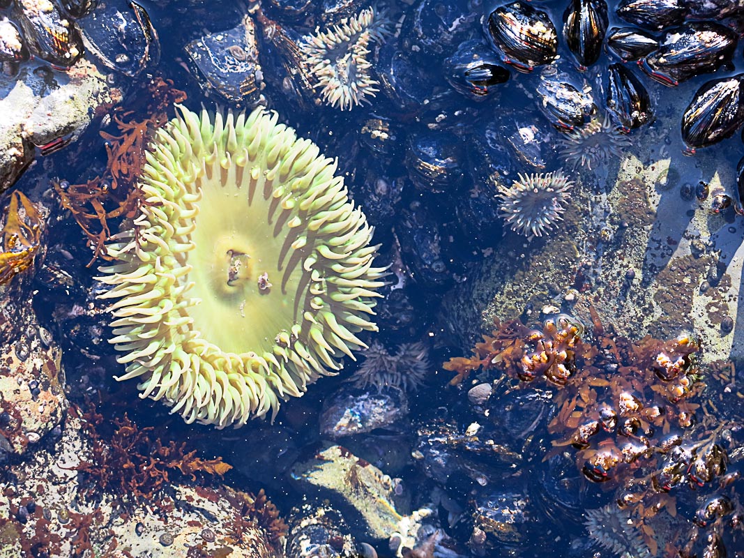 Olympics National Park - Rialto Beach