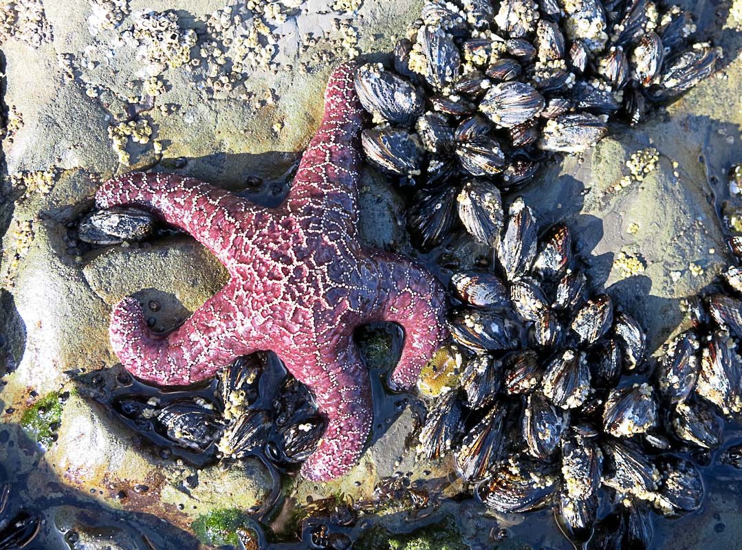 Olympics National Park - Rialto Beach