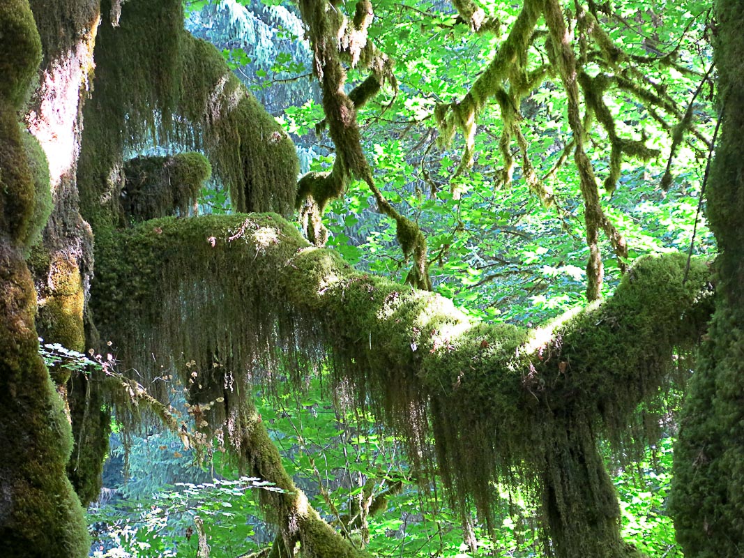 Olympic NP - Hoh Rain Forest