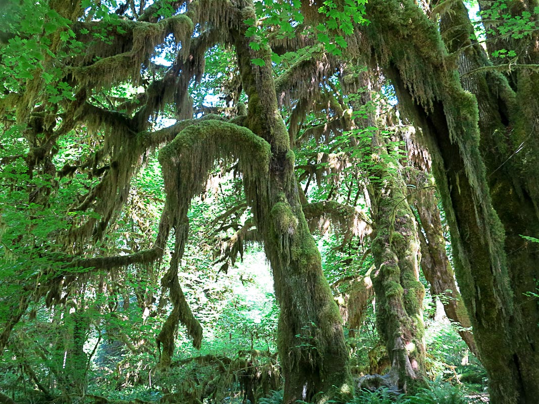 Olympics National Park - Hoh Rain Forest