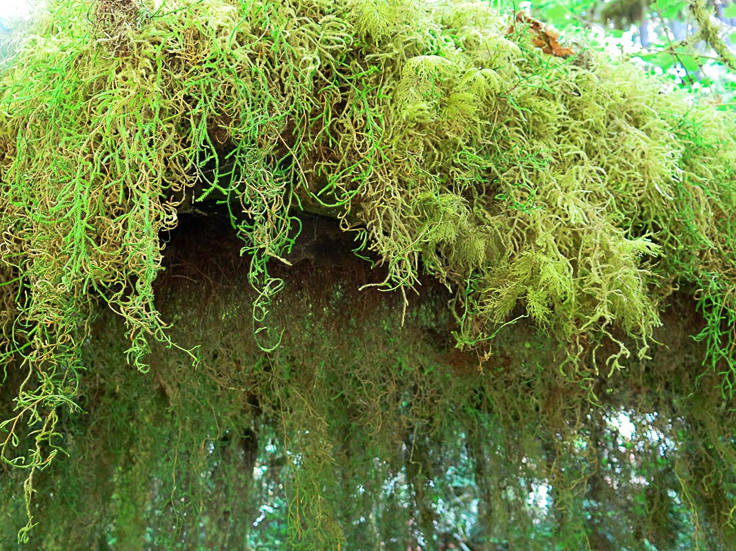 Olympics National Park - Hoh Rain Forest