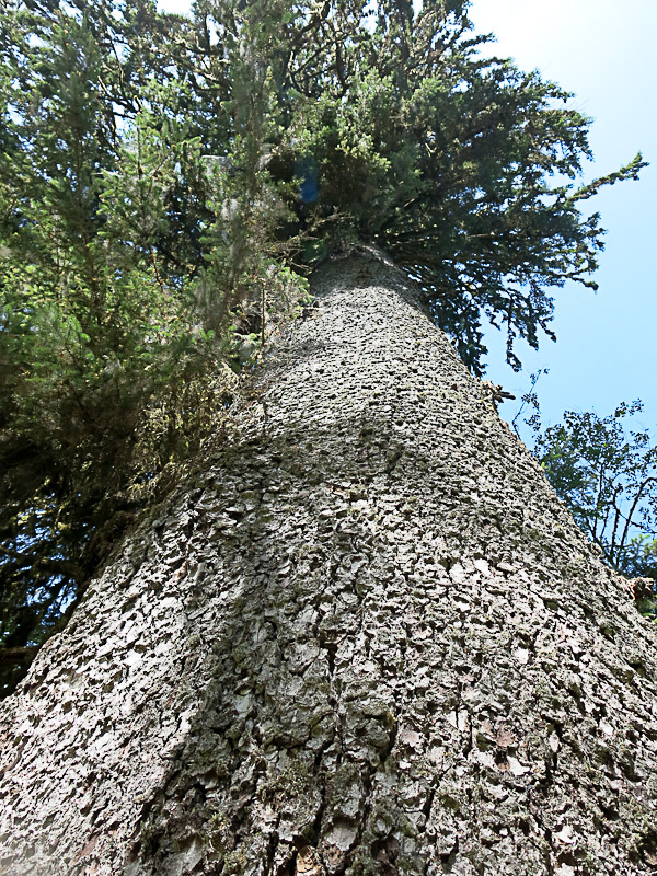 Olympics National Park - Hoh Rain Forest