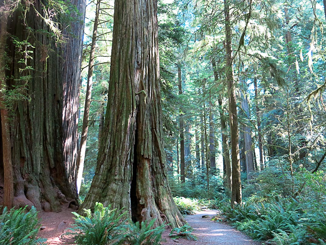 Jedediah Smith Redwood State Park