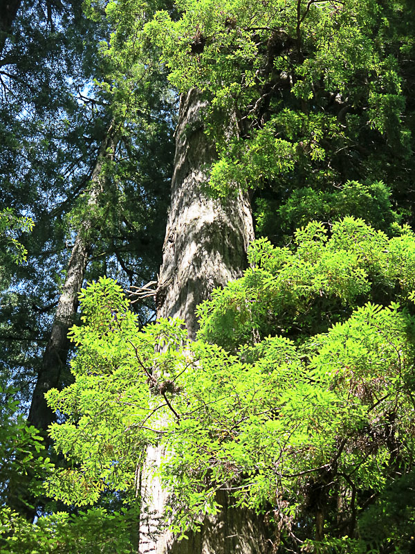 Redwood National und State Parks