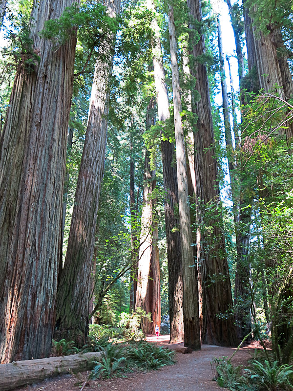 Jedediah Smith Redwood State Park - Stoud Grove