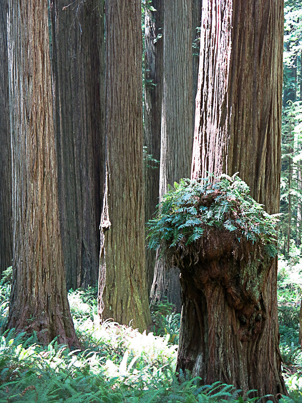 Redwood National und State Parks