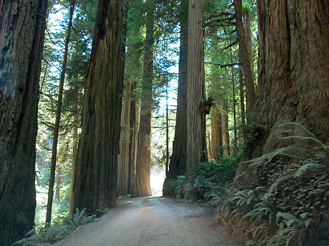 Howland Hill Road durch den Jedediah Smith Redwood State Park