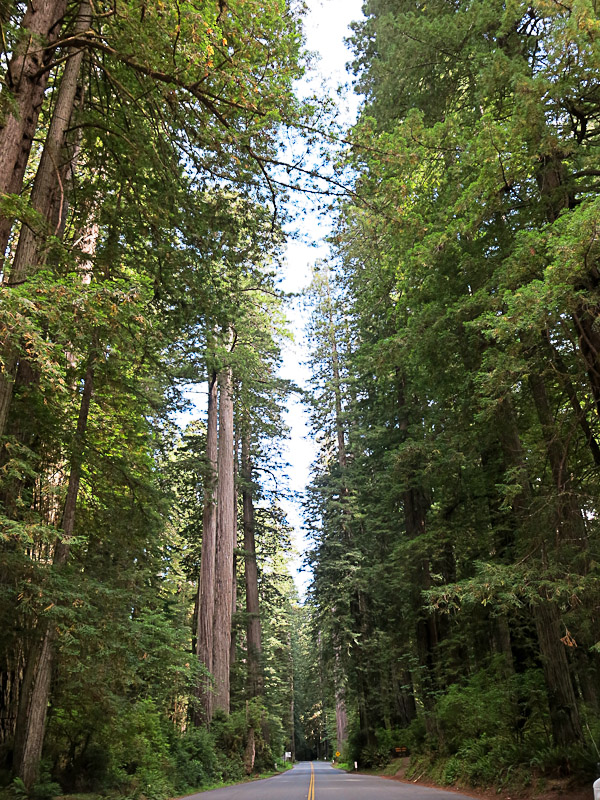 Alte 101 durch den Redwood NP