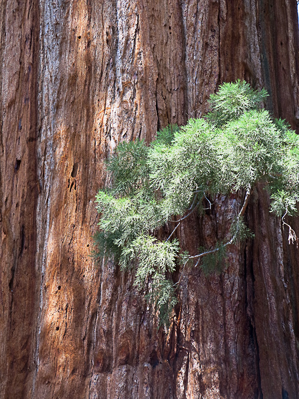 Sequoia National Park