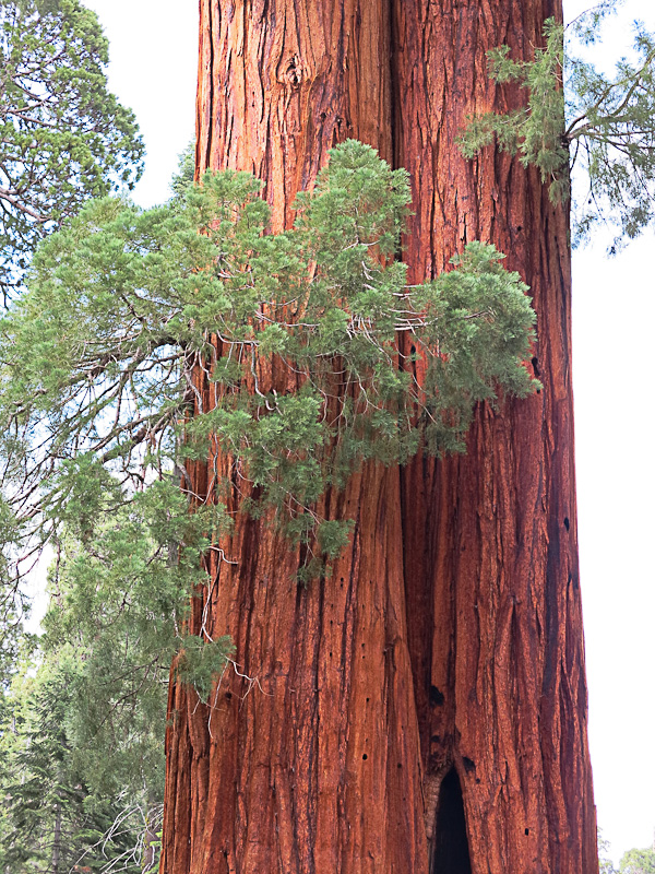 Sequoia National Park