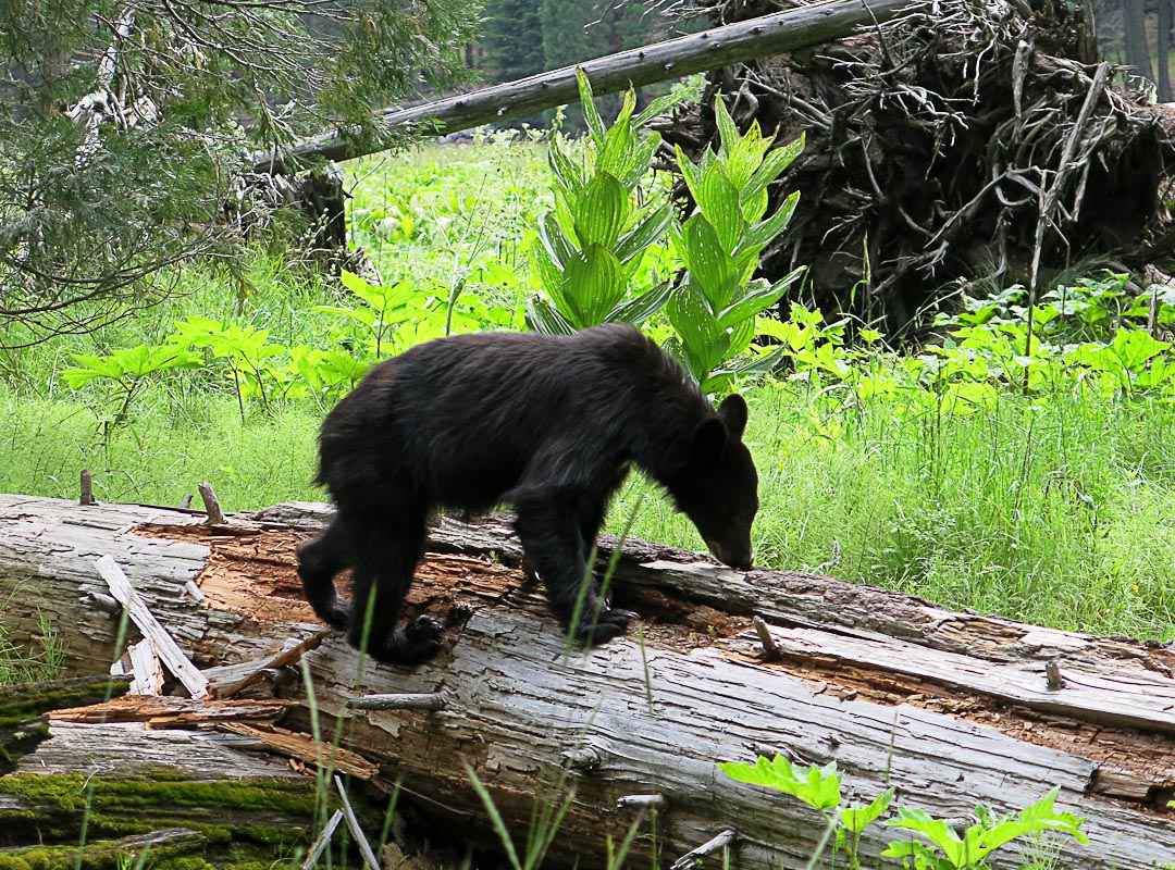 Schwarzbr im Sequoia