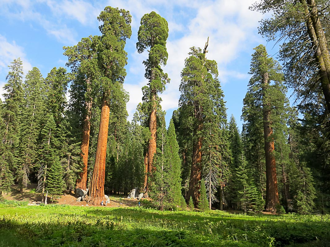 Big Tree Trail