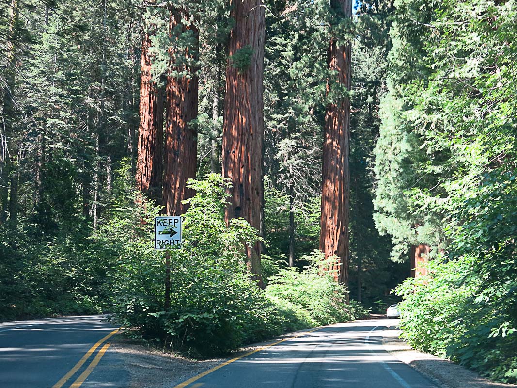 Die 4 Wchter des Sequoia NP