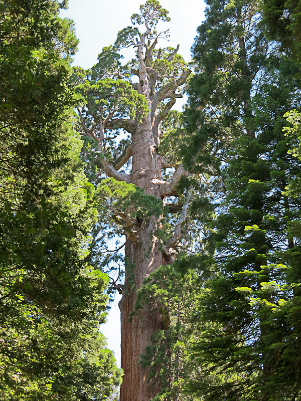 Sequoia National Park