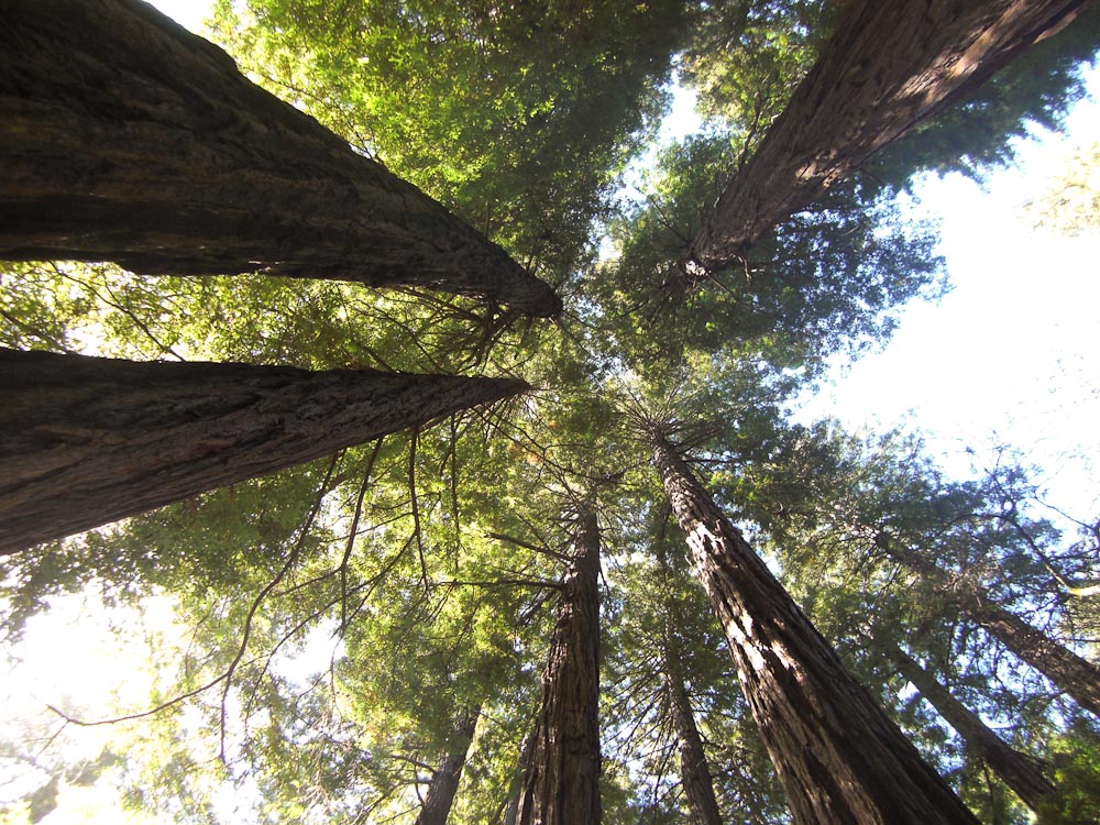 Muir Woods