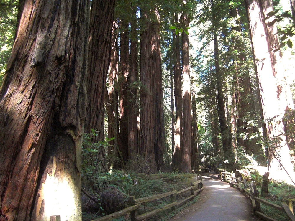 Muir Woods