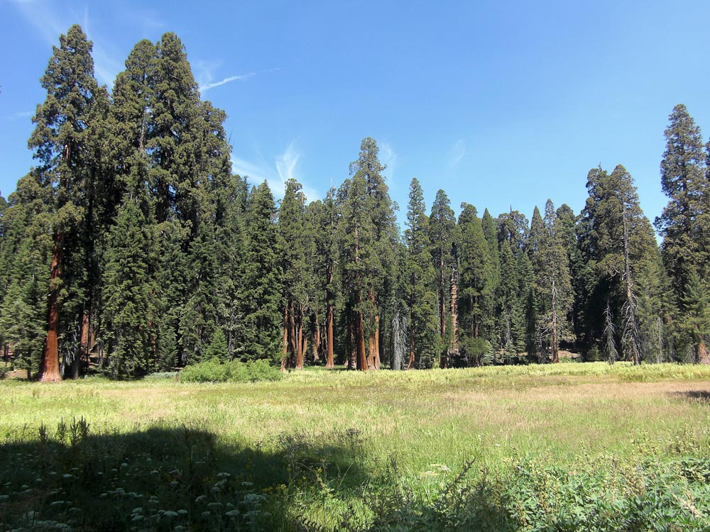 Sequoia