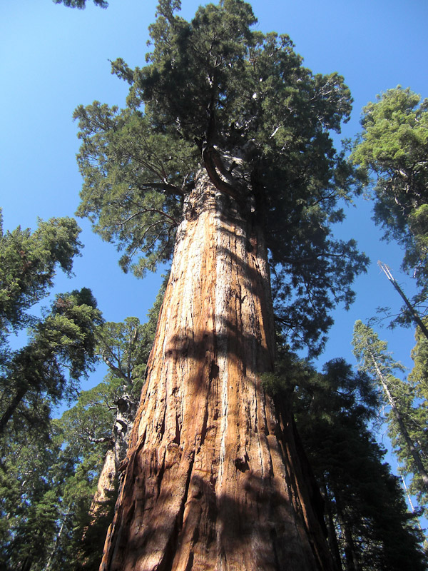 Giant Sequoia