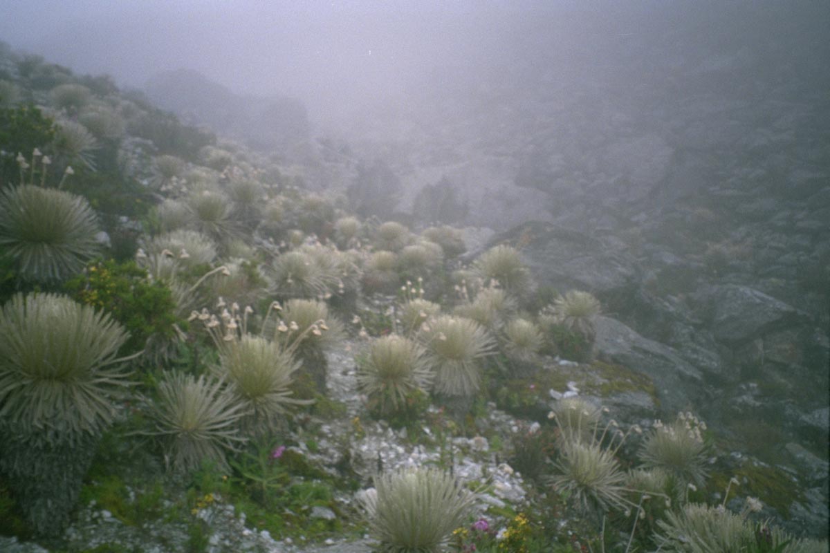 Frailejones auf der Passhhe