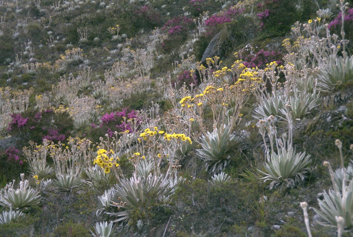 Bergwiese im Paramo