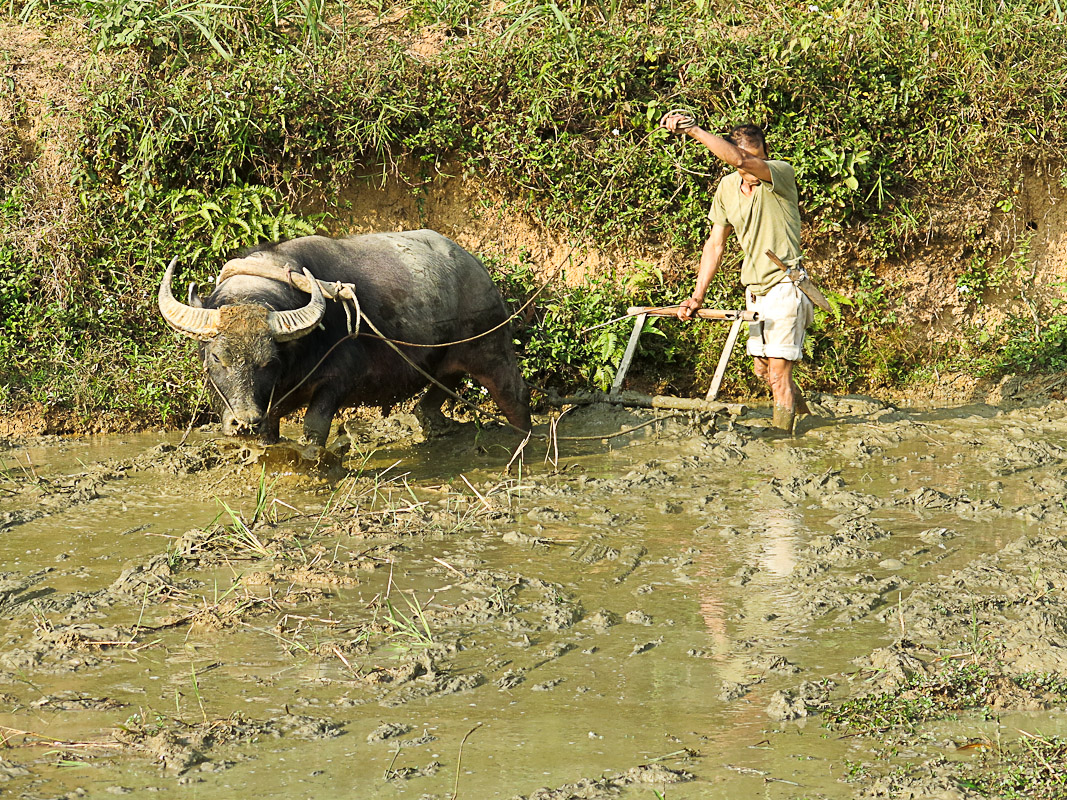 Mai Chau