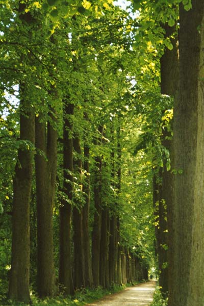 Lindenallee im Eutiner Schlopark