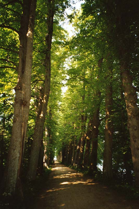 Die Lindenalle im Eutiner Schlosspark