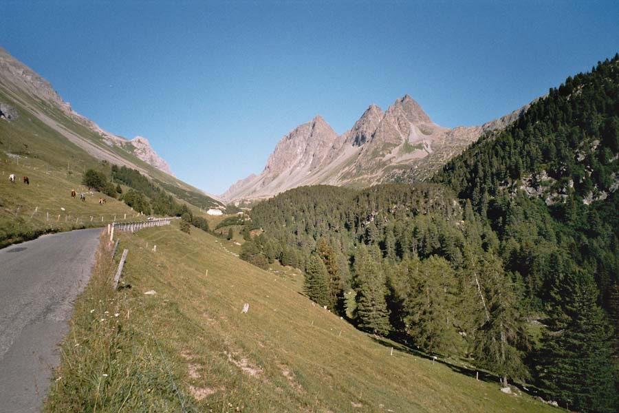 Albula