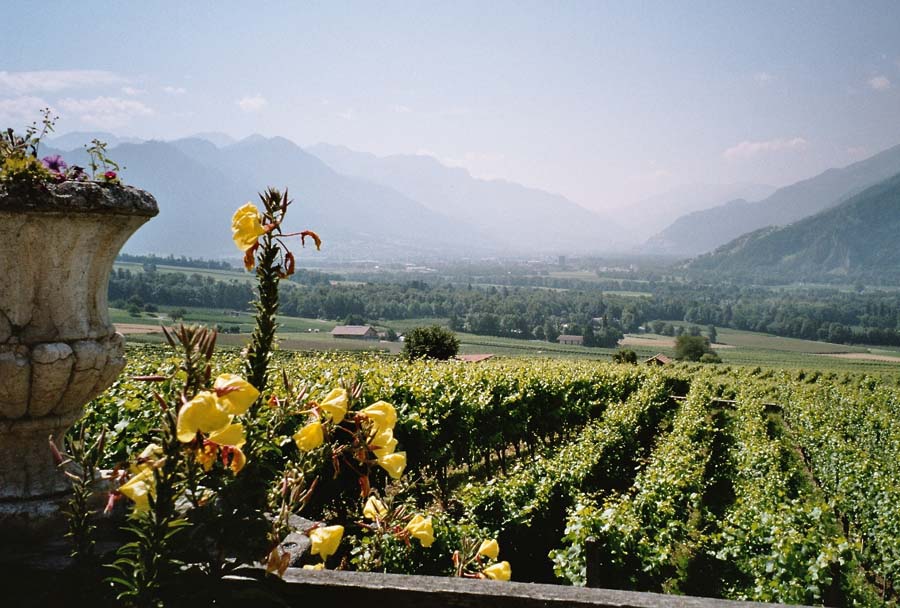 Weinberge bei Malans